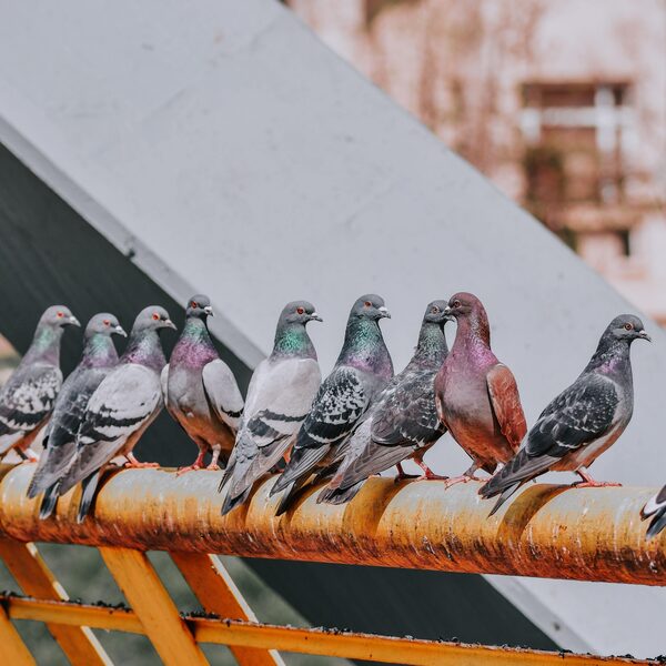 Duiven in de stad: wat zegt de kleur van hun verenpak over vervuiling?