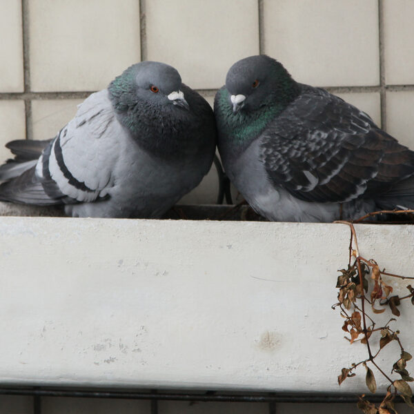 'Tradities en gewoontes: dieren, vogels en mensen houden er allemaal van'