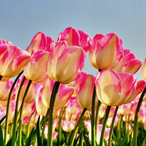 Bestrijdingsmiddelen bij bloementeelt: 'Er ligt een deken van gif over Nederland'