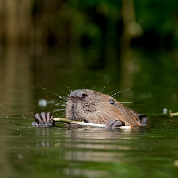 Als de bever een gevaar is voor de waterveiligheid in Limburg, moet hij dan afgeschoten worden?