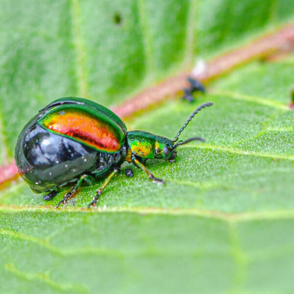 Tips voor een soortenrijke tuin: 'Maak hem nooit winterklaar'