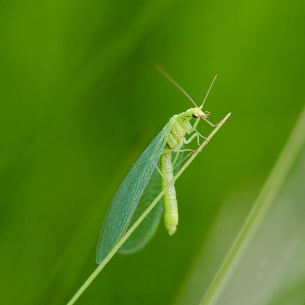 Stem voor het Insect van het Jaar 2023!