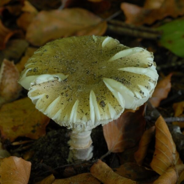 Aantrekkingskracht van gif: 'Hoe kon ik het uitproberen?'