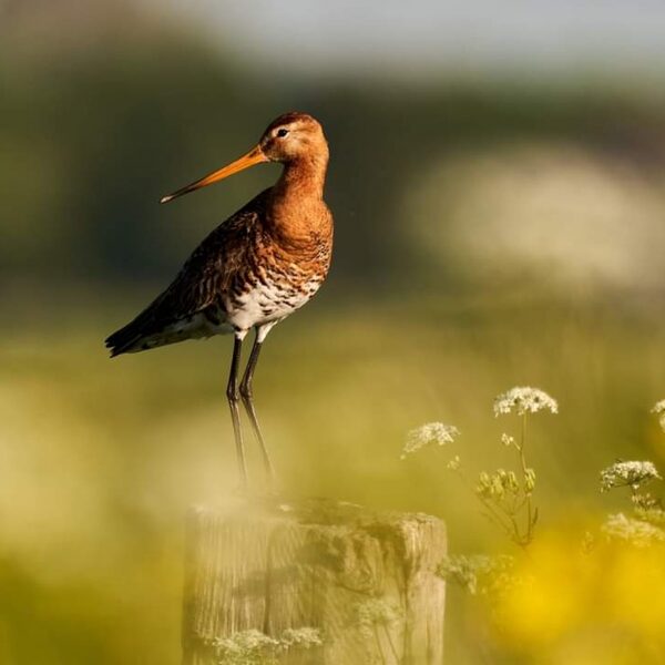 Weidevogelvriendelijk zuivel is herkenbaar aan dit label