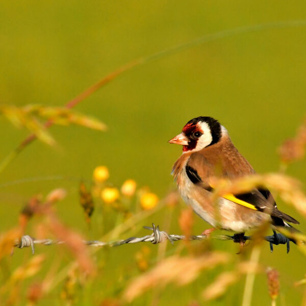 Goudvink is geen 'goldfinch': taal zorgt voor verwarring in benaming planten en dieren