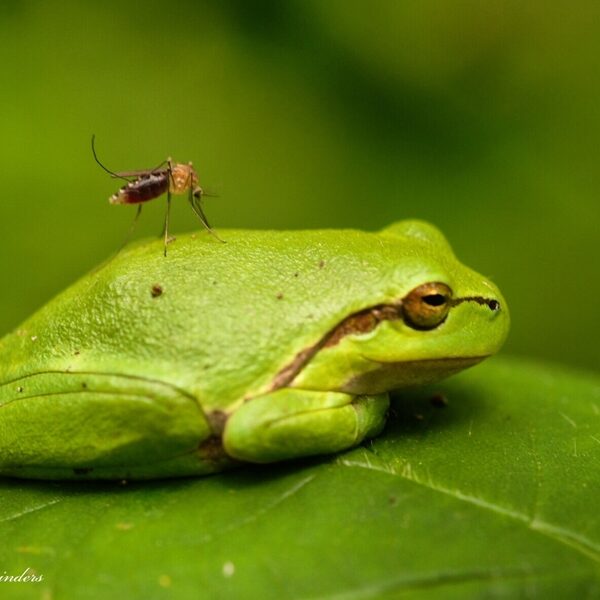 Geef muggen minder kans om te steken: maak van jouw vijver geen broedplek