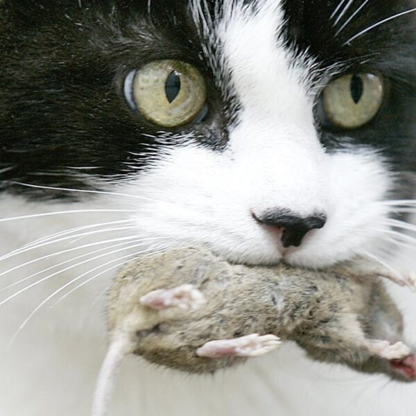 'Huiskatten moeten binnen blijven', stichting onderneemt actie