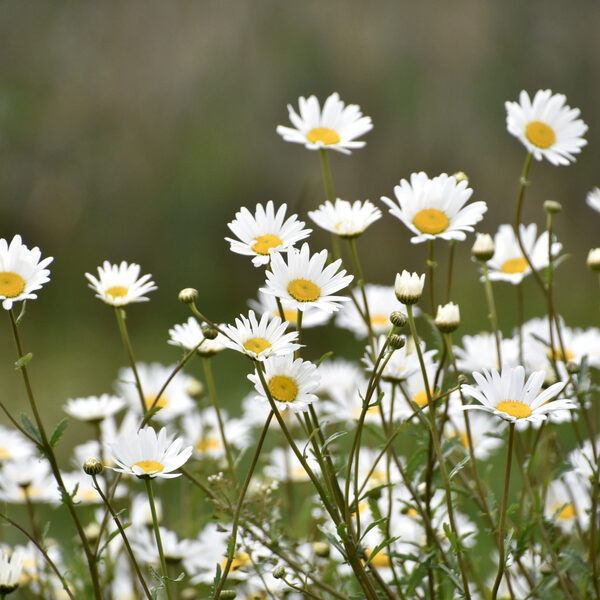 Natuur heeft grondwater hard nodig