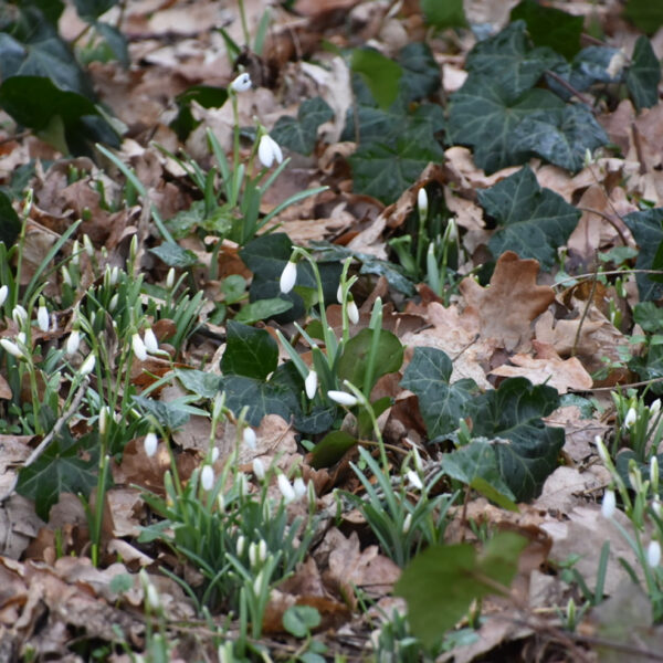 Ondanks de klimaatellende, komt de lente weer vroeg