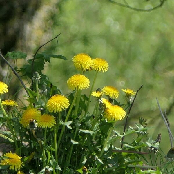 Trek paardenbloemen niet uit de tuin: ze zijn belangrijk voor bodem, insecten én de mens