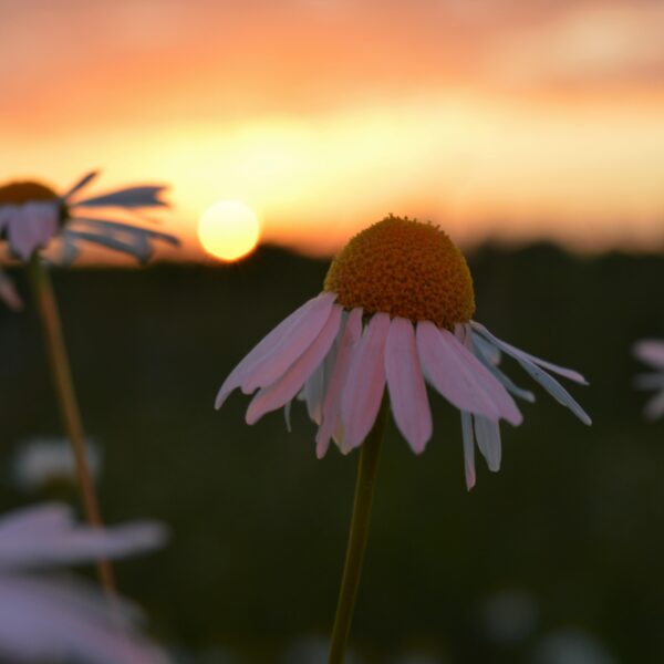Welke planten bloeien bij jou in de buurt?