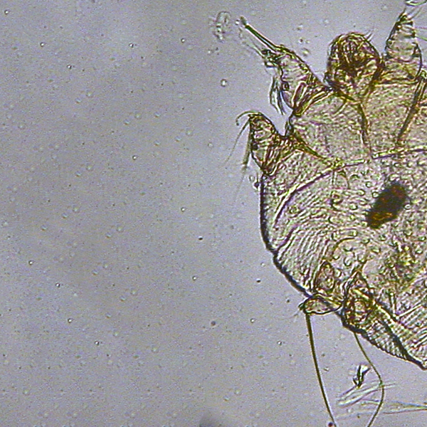 Schurft & Rosé: in studentenhuizen is dit kleine beestje bezig met een opmars