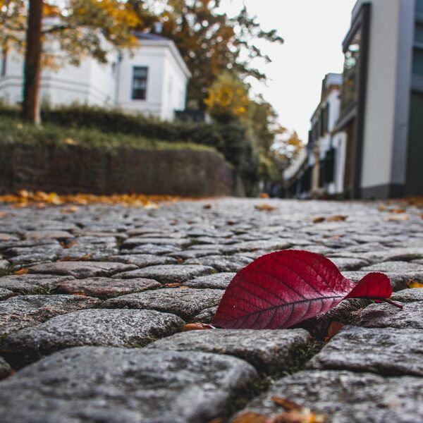 Nieuwe omgevingswet zorgelijk voor natuur
