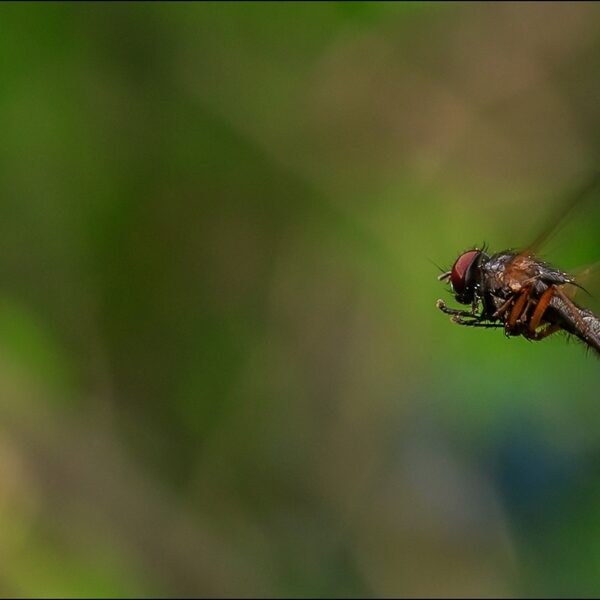 'Eten van een vliegje is net zo erg als vlees eten'
