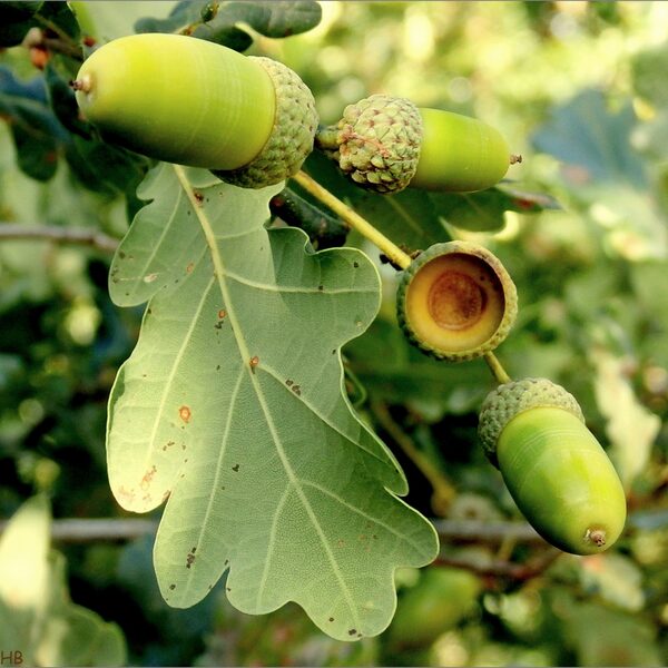 Niemand onder de machtige eikenboom weet dat hij begonnen is in een kleine hangbak