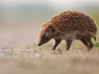 Egels uit winterslaap: droge zomers en zachte winters zijn funest