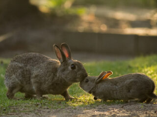 Verdwijnt het konijn uit Nederland?