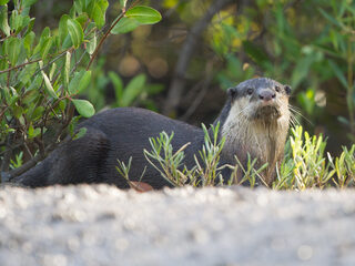 Hoe de otter weer terugkwam in Nederland