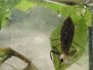 Het insect van het jaar 2022 is de waterschorpioen!