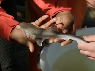 Waddenzee is kraamkamer voor haaien
