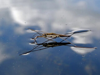 Wat de wetenschap leert van schaatsenrijders