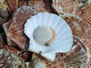 Een eenvoudig voorgerecht voor de feestdagen: coquilles met vanille op gekaramelliseerde witlof