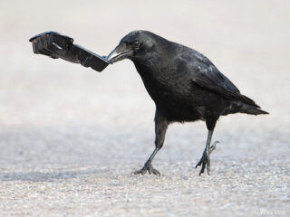 'Dieren kunnen ook minder slimme dingen doen'
