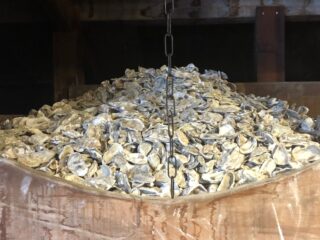 Poeder van oesterschelpen moet nieuwe oesters aantrekken