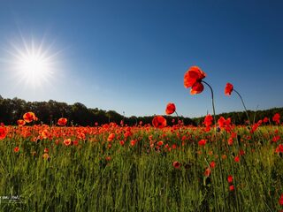 Dit is waarom het barst van de klaprozen