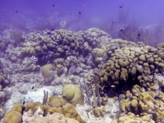 Koraalrif Bonaire bedreigd door kunstmatig zandstrand