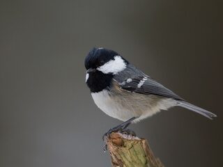 Vogels herkennen is moeilijker dan je denkt