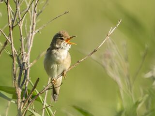 Dit zijn de na-apers onder de vogels!
