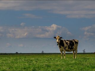 Supermarkt Plus over op biologische melk: is dat wel zo'n goed idee?