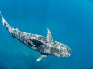 Zeegras wordt door haaien beschermd