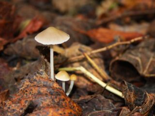 Stikstof verstoort relaties tussen schimmels en planten