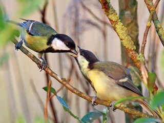 Jonge vogels moeten nog veel leren: hoe doen ze dat?