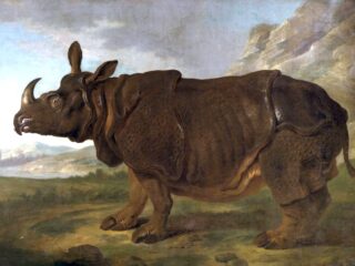 Clara was de eerste neushoorn in Nederland