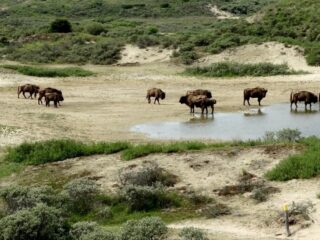Hardlopen in de Kennemerduinen: 'Schitterend, in alle opzichten en ontroerend mooi'