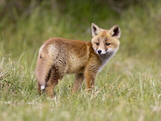 Wat is de plek van de vos in de Nederlandse natuur?