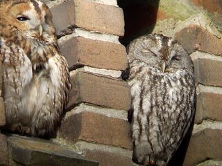 Waarom denken we dat uilen wijs zijn? En waarom vinden we het geluid van de bosuil eng?