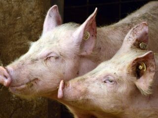 Vakbond voor Dieren pleit voor een CAO voor geiten, koeien, varkens en kippen