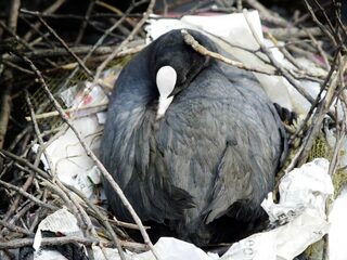Dit is het eerste onderzoek naar plasticgebruik door meerkoeten