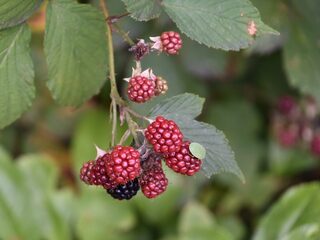 Een paars melkgebit: 'Ik was verslaafd aan bramen'