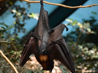 Sporen van coronavirus gevonden in Azië