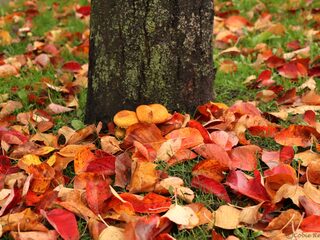Vergeet de bladblazer: gebruik een hark