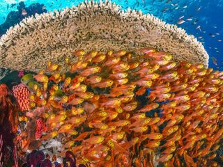 Prachtige beelden van de kraamkamer van onze oceanen: de Koraaldriehoek