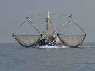 Verbod op garnalenvisserij delen Waddenzee