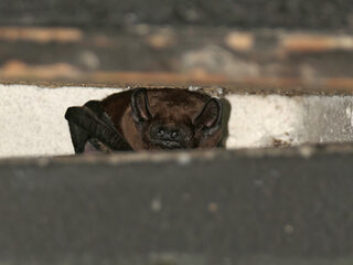 Waarom de ‘mysterieuze’ vleermuis zo nuttig is