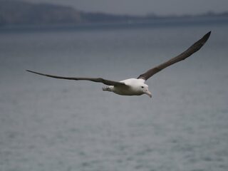 Wat heeft de albatros met atoomproeven te maken?