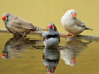 Robotvink geeft zangles aan jonge zebravinken